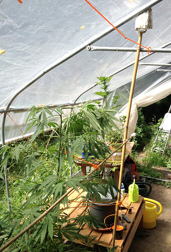 Growreport Bild 33