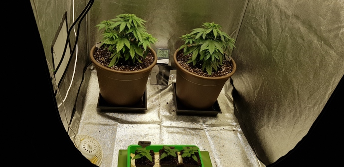 Growreport Bild 1