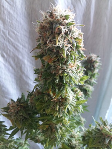 Growreport Bild 19