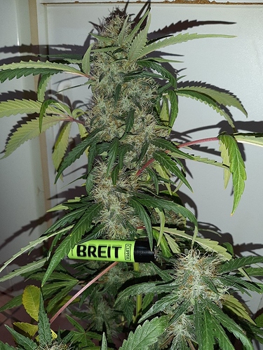 Growreport Bild 6