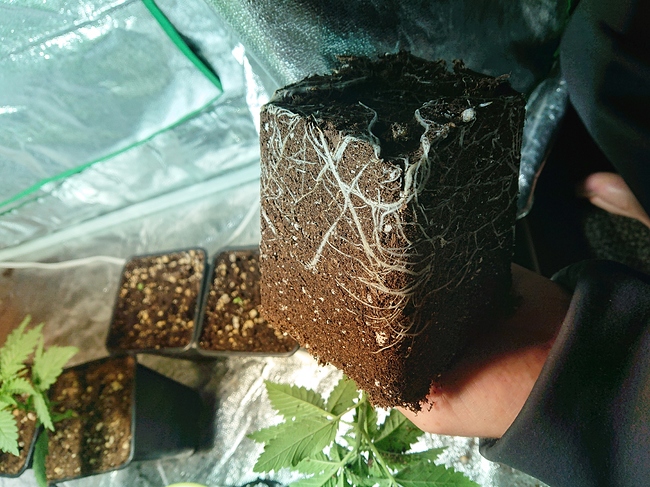 Growreport Bild 19