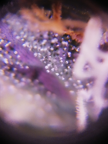 Growreport Bild 5