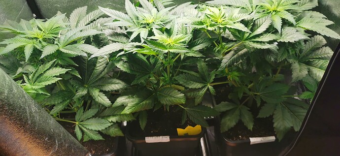 Growreport Bild 54