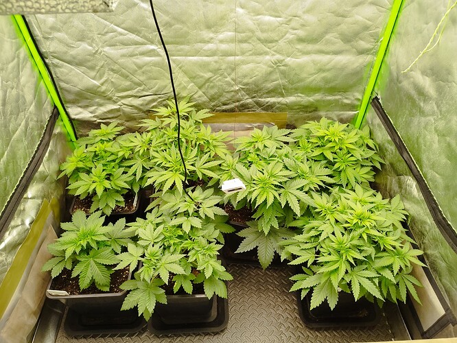 Growreport Bild 7
