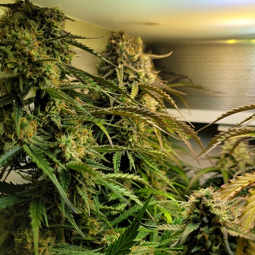 Growreport Bild 5
