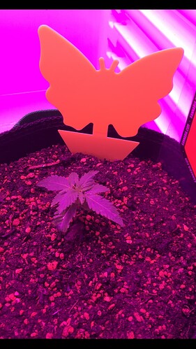 Growreport Bild 5