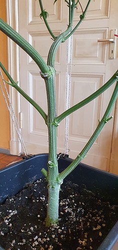 Growreport Bild 2