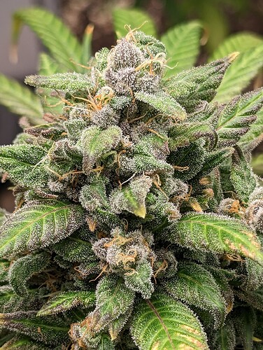 Growreport Bild 3