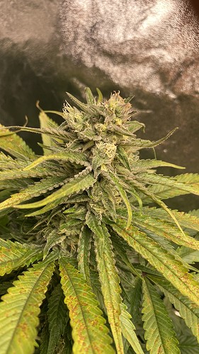 Growreport Bild 4
