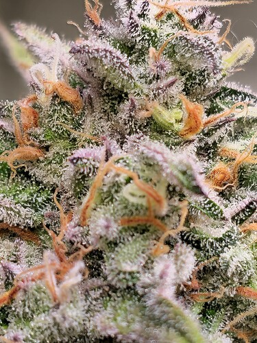 Growreport Bild 38