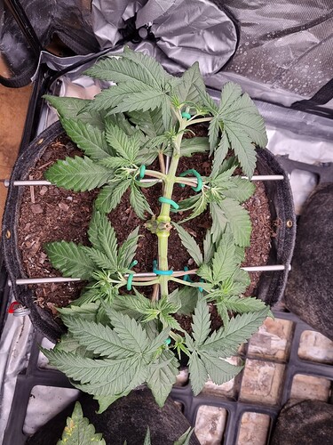 Growreport Bild 12