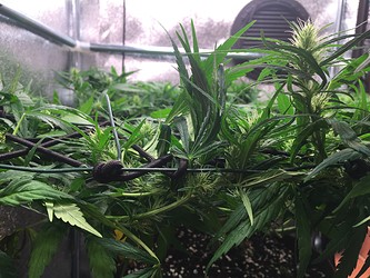 Growreport Bild 5