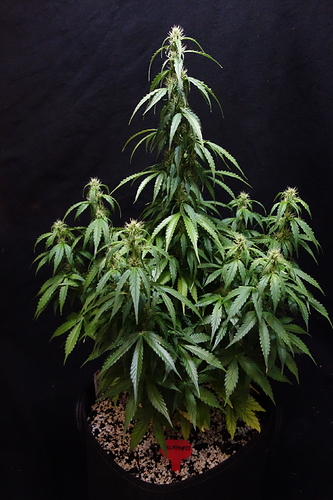 Growreport Bild 5