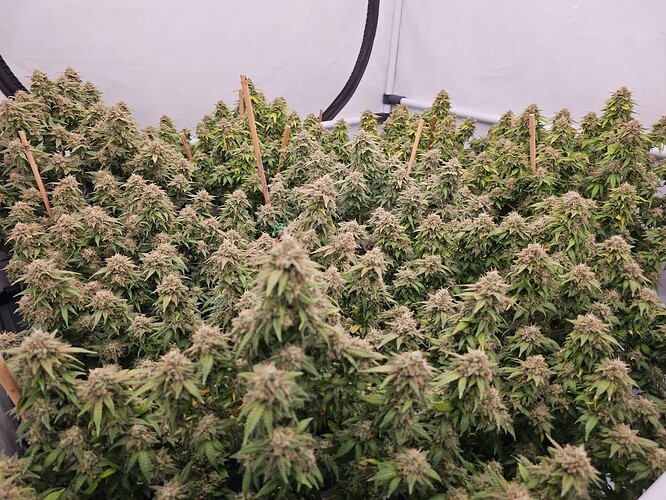 Growreport Bild 4