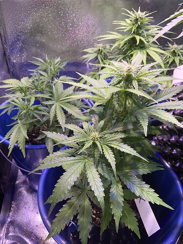 Growreport Bild 1