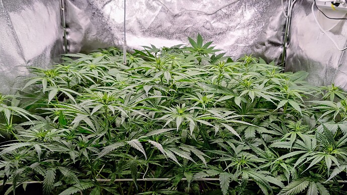 Growreport Bild 2