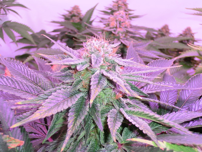 Growreport Bild 5