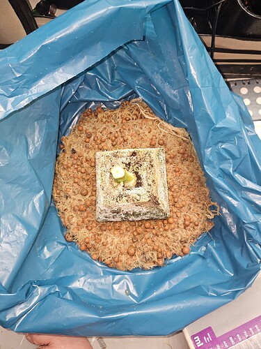 Growreport Bild 6