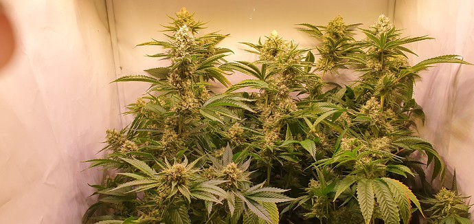 Growreport Bild 2