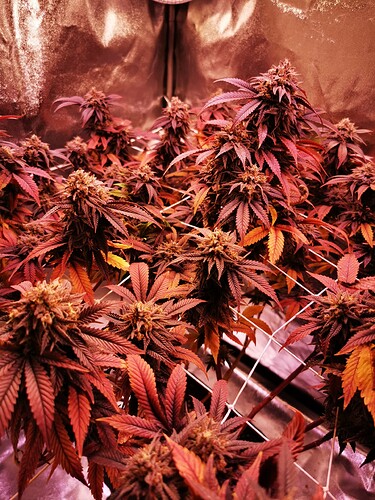 Growreport Bild 1