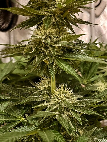 Growreport Bild 11