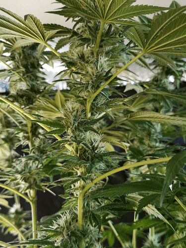 Growreport Bild 9