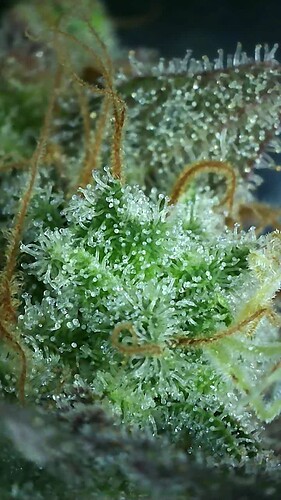 Growreport Bild 37