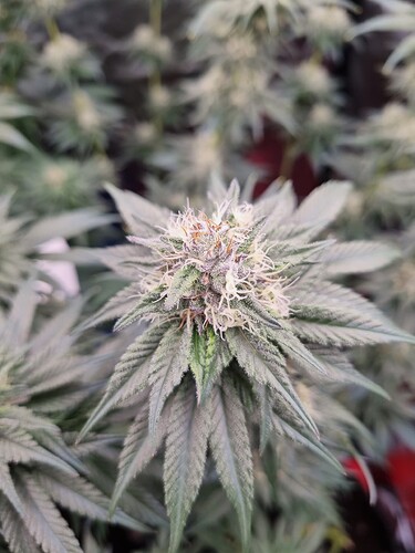 Growreport Bild 8