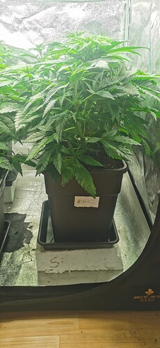 Growreport Bild 3