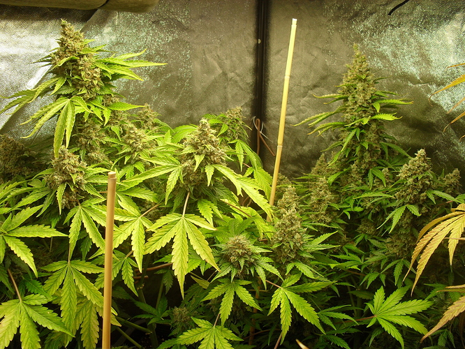 Growreport Bild 20