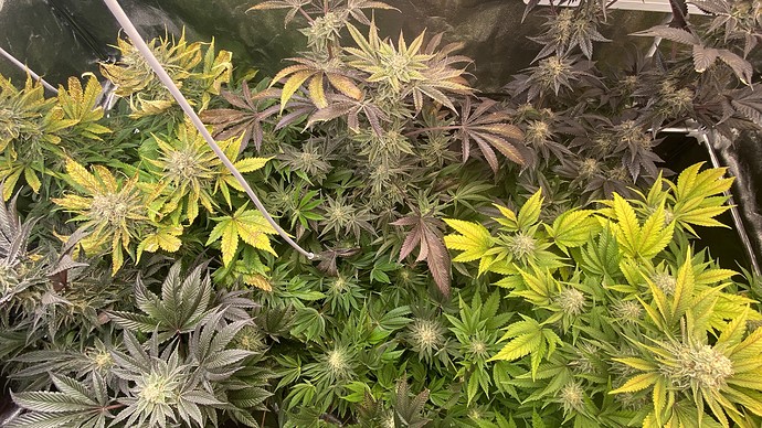 Growreport Bild 24
