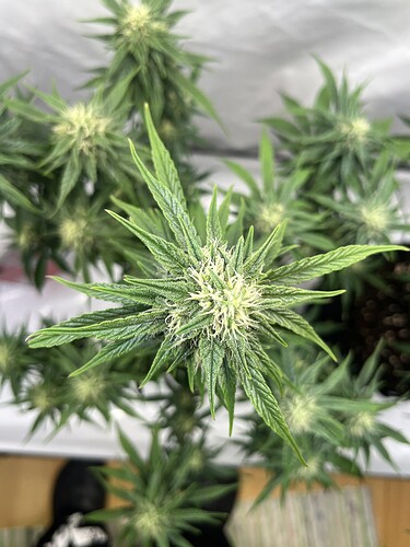 Growreport Bild 36