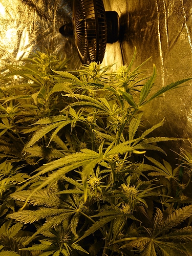 Growreport Bild 4