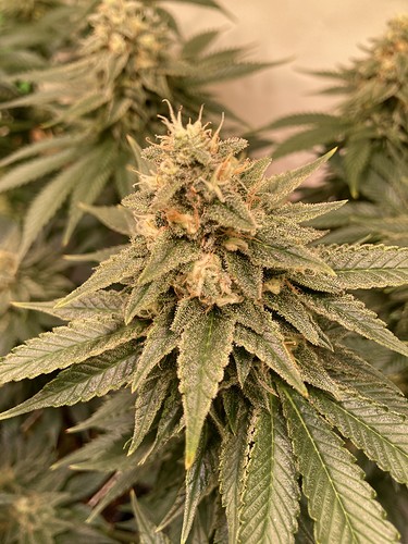 Growreport Bild 1