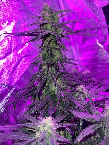 Growreport Bild 4