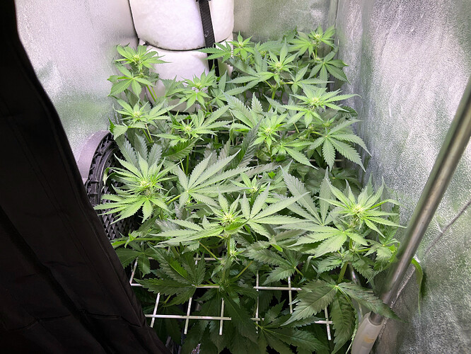 Growreport Bild 29