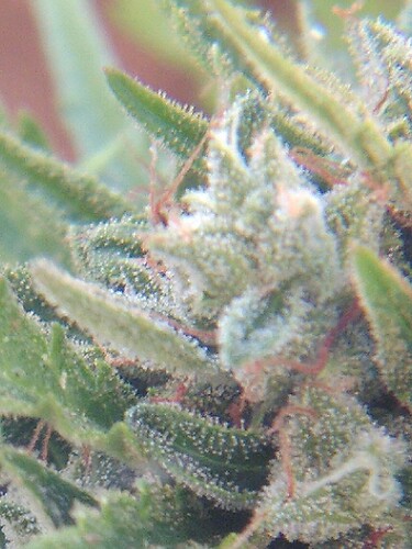 Growreport Bild 11