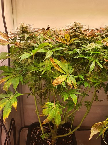 Growreport Bild 19