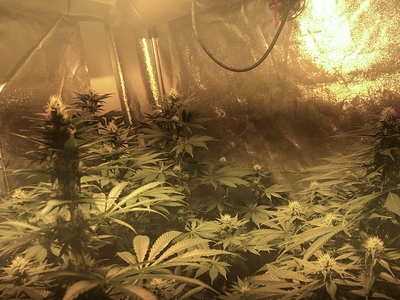 Growreport Bild 5
