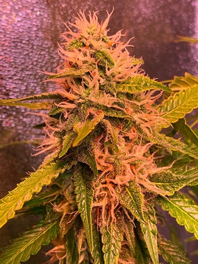 Growreport Bild 8