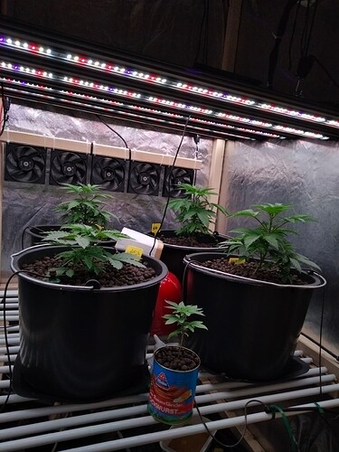 Growreport Bild 4