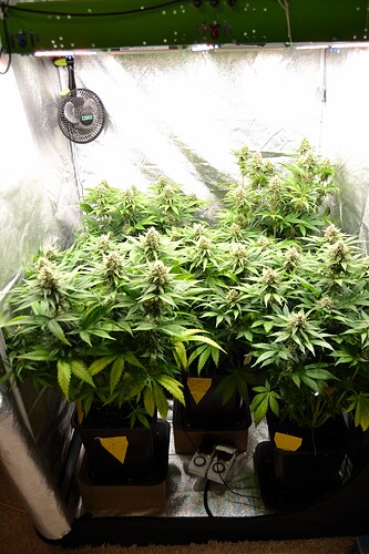 Growreport Bild 11