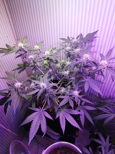 Growreport Bild 1
