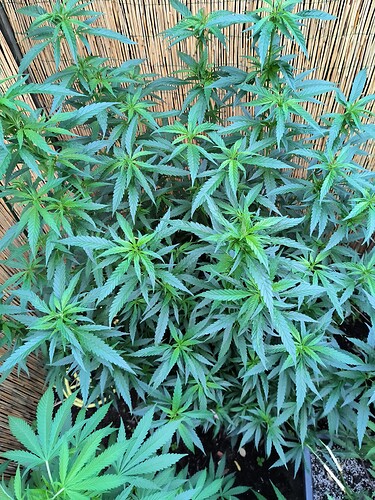 Growreport Bild 8