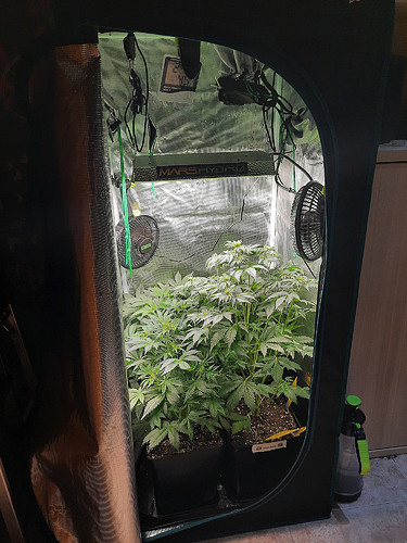Growreport Bild 3