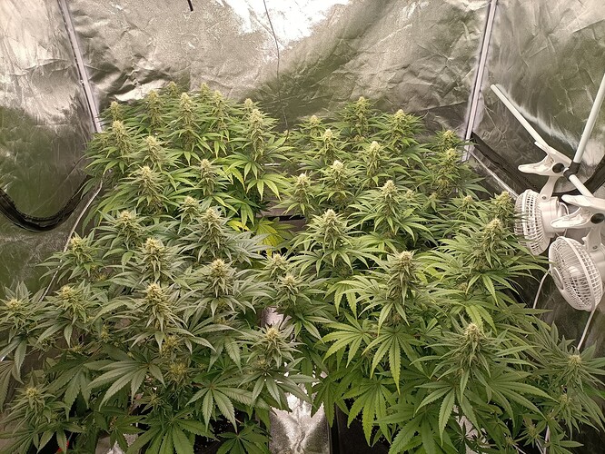 Growreport Bild 5