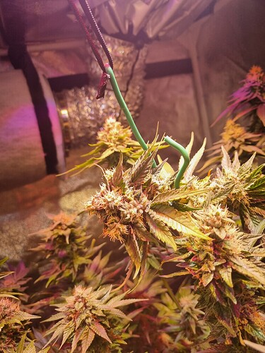 Growreport Bild 17