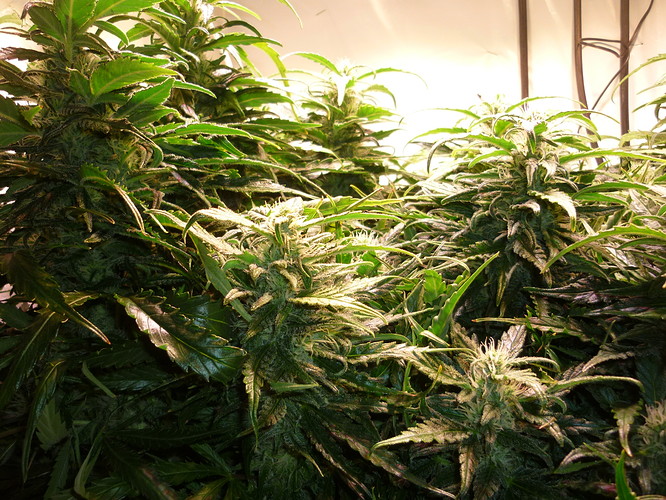 Growreport Bild 3