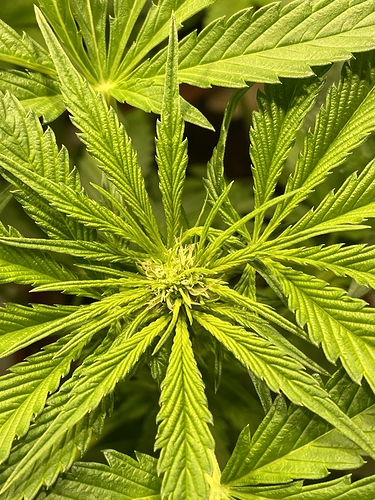 Growreport Bild 42