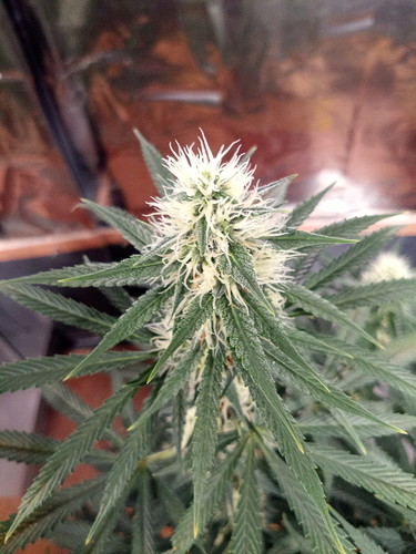 IMG_20210629_185354_6